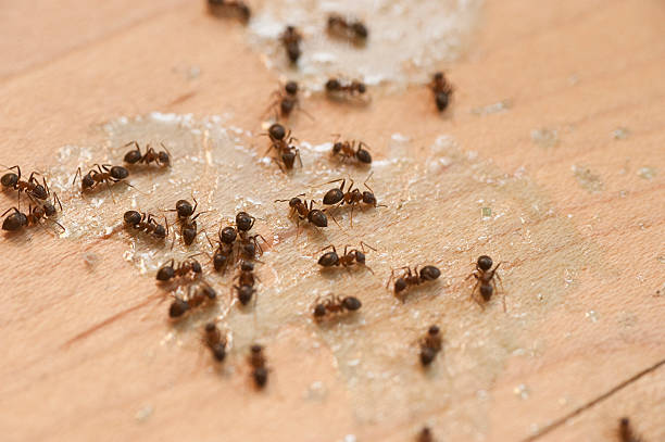 Best Pest Inspection Near Me  in Devine, TX
