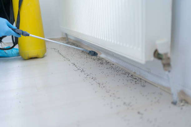 Wasp Removal Services in Devine, TX