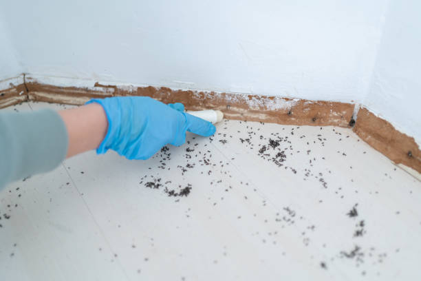 Flea Control Services in Devine, TX